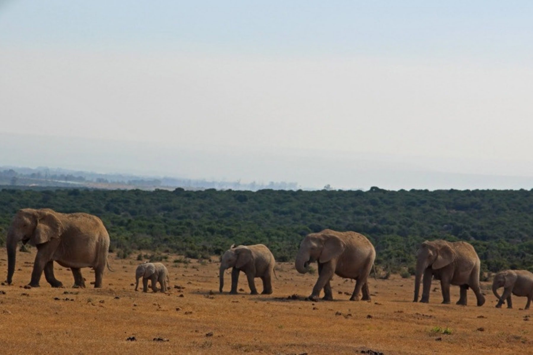 South Africa&rsquo;s Addo Elephant National Park Is the Ultimate Family Safari