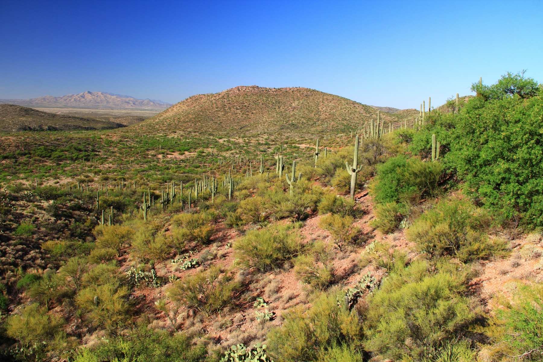 Inside Arizona’s Colossal Cave Mountain Park: Bats, Outlaw Lore and Stone Wonders Beneath the Desert